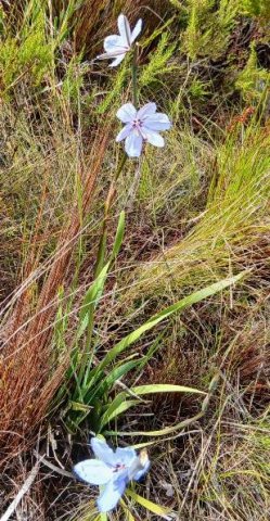 Aristea spiralis